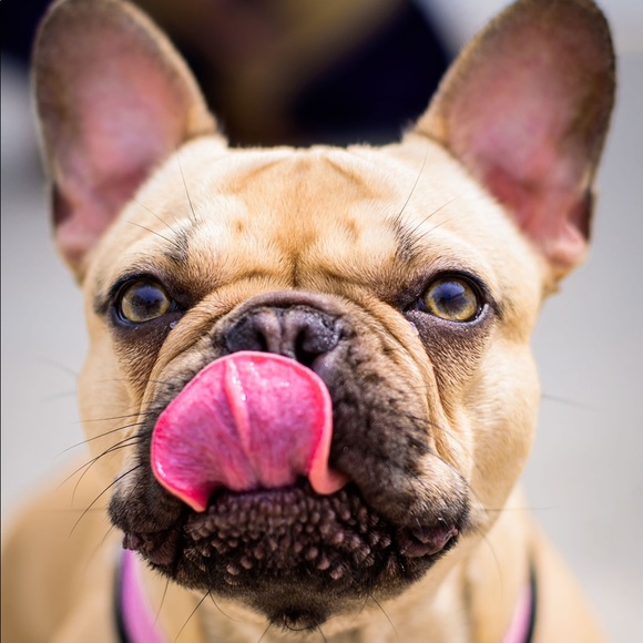 Allergy Alert - Smoke free, pet friendly home! - Picture 4 of 16